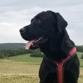 Suchhund Eddie Eddie der geprüfte Labrador Rettungshund der Suchhunde Staffel Reutlingen