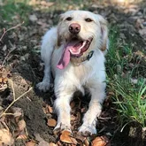 Suchhund Chester Chester der Rettungshunde und Suchhund beim DRK Reutlingen