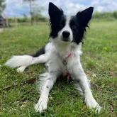Saga Hund für die Vermisstensuche bei den Suchhunden des DRK Reutlingen