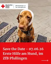 Save the Date Erste Hilfe am Hund 2026 Hund mit Kopfverband auf Titelbild zum Kurs Erste Hilfe am Hund