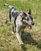Hund rennt durch Wiese