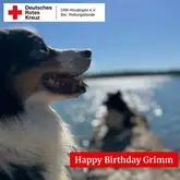 Titelbild Happy Birthday Grimm 2025 Hund in seitenaufnahme vor einem See