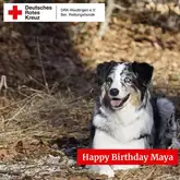 Titelbild Happy Birthday Maya 2025 Australian Shepherd liegt im Wald auf einer Wiese