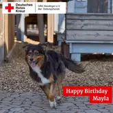 Titelbild Happy Birthday Mayla 2025 Australian Shepherd Hündin der Rettungshunde rennt durch die Innenstadt