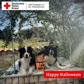 Titelbild Happy Helloween 2025 Zwei Australian Shepherd sitzen auf einem Brunnen mit lustiger Helloween Dekoration