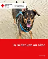 Rettungshund Gino am Strand