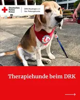 Therapiehund Lasse mit Halsband bei einer Vorführung