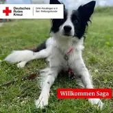 Willkommen Saga 2024 Border Collie sitzt in der Wiese